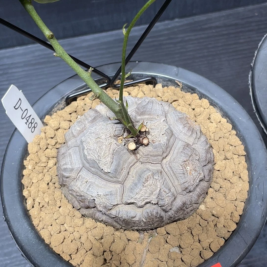 0844日系遁甲龟甲龙