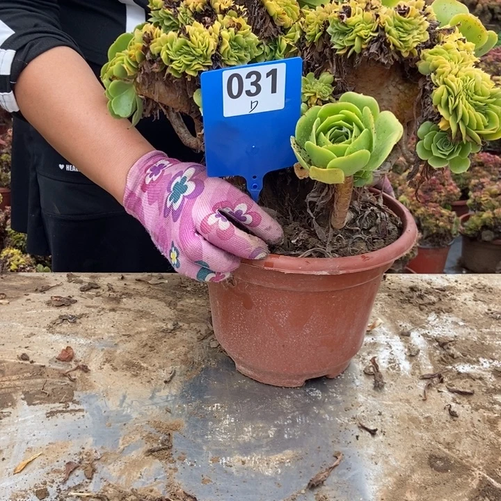 亮***剑D031绿羊绒绿羊绒