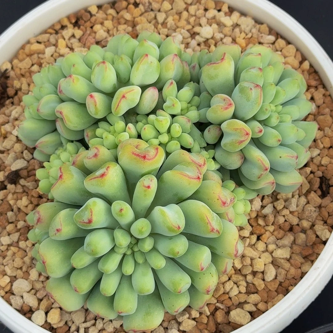 超奶杂交 一物一拍