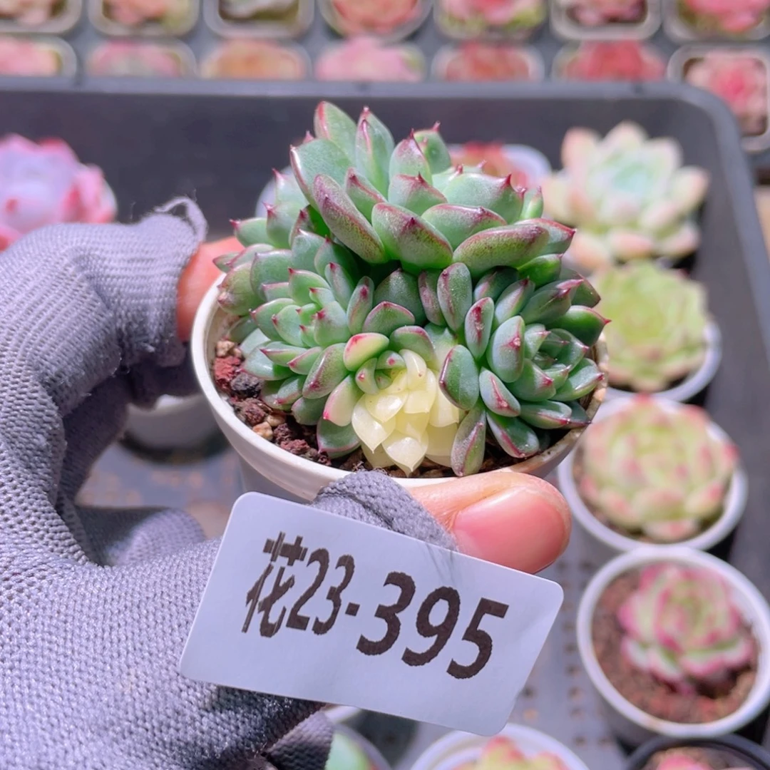 花利美23-395新品