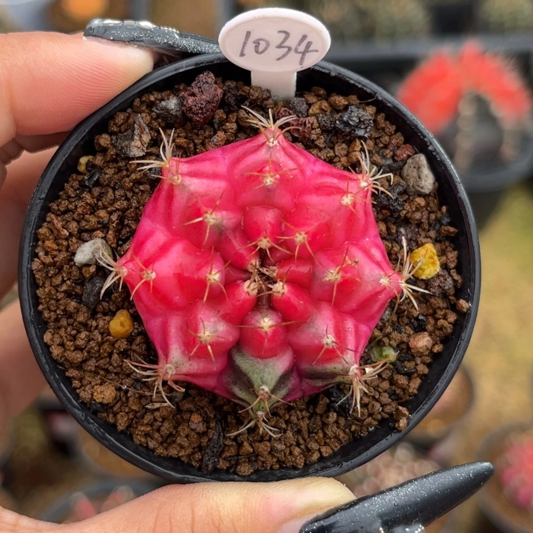 1034   带盆土发货