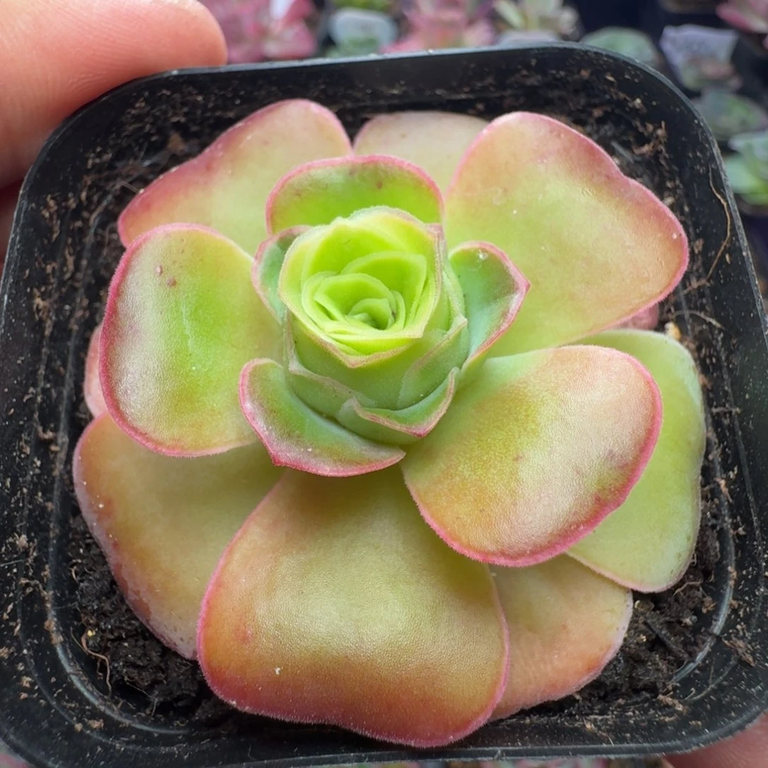 楹楹-107-冠幅  5CM