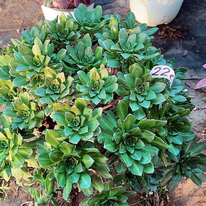 绿茶花茶阴阳多肉226