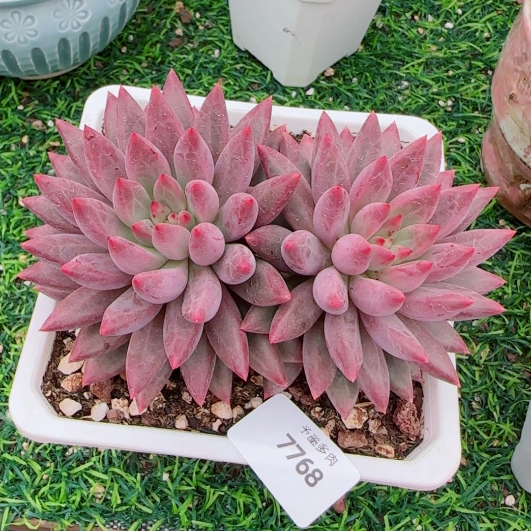 虞美人，7768多肉植物