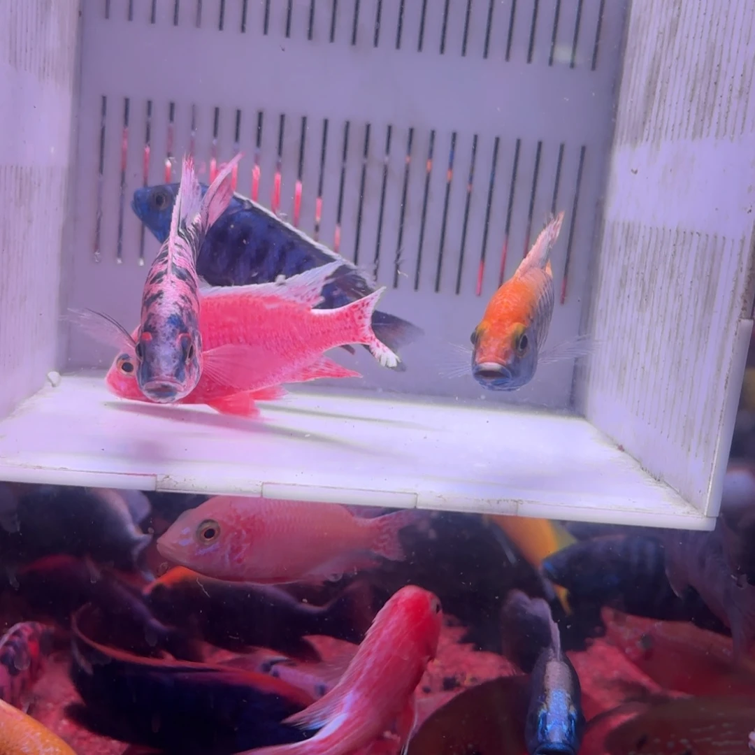 董***屏慈鲷鱼直播86号4条