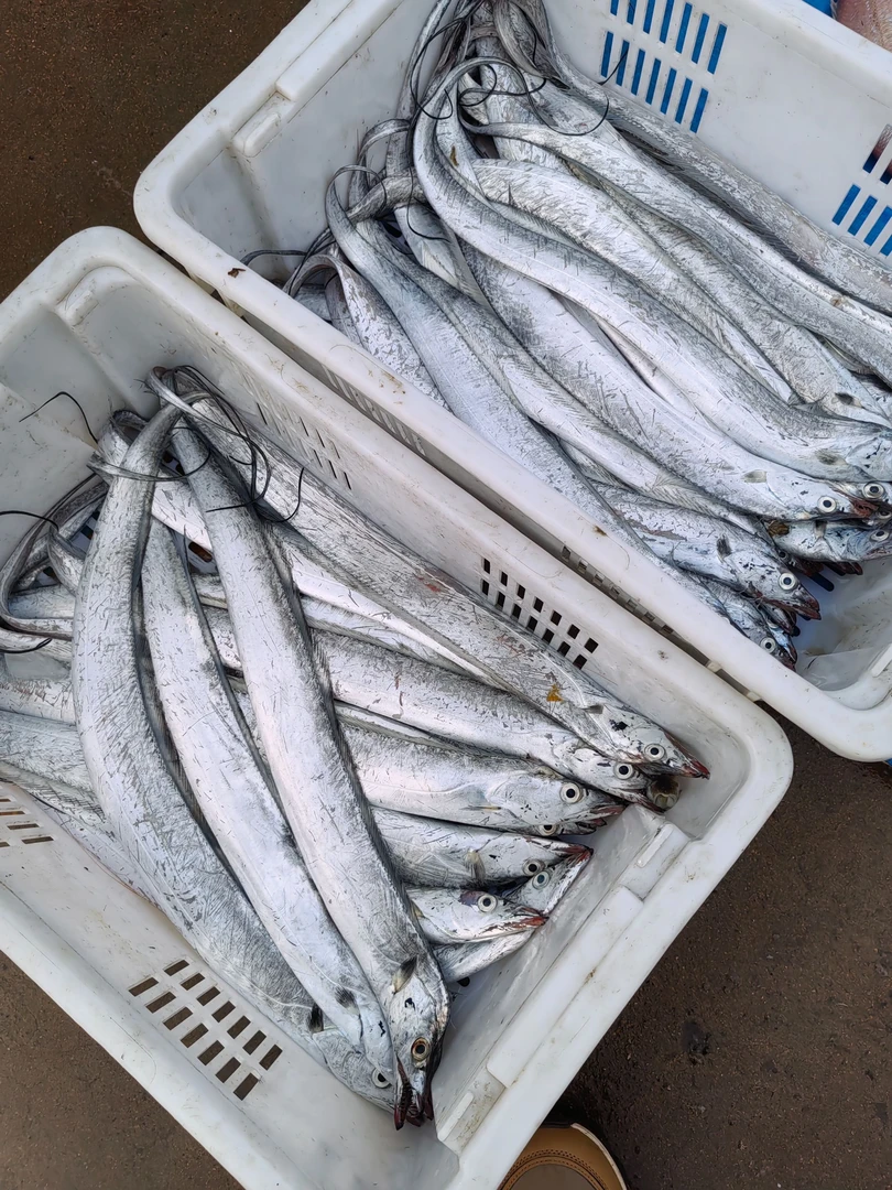 （油带鱼）野生小眼油带鱼半斤一条野生青岛小船带鱼