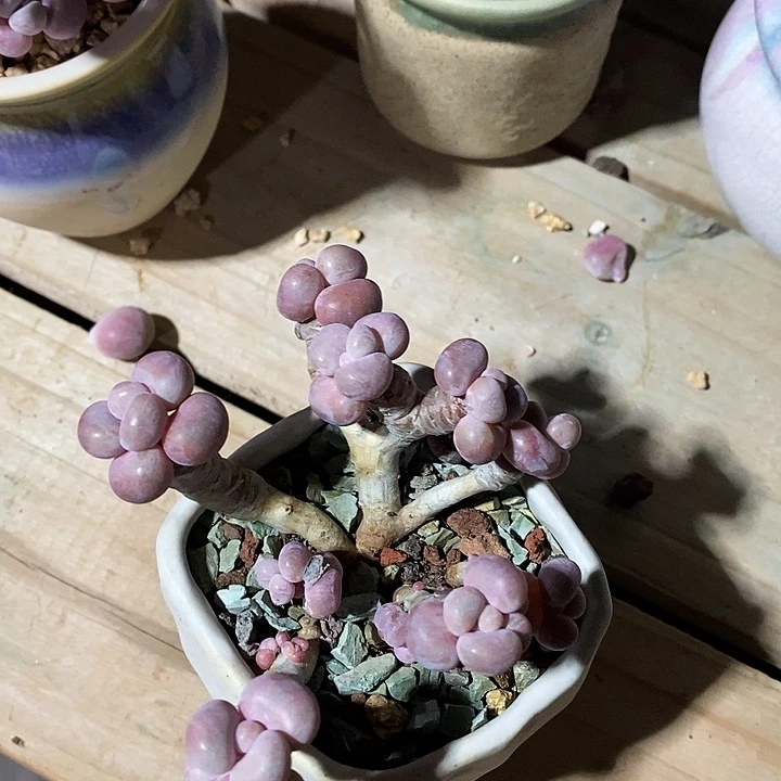 本局我卡卡的默默劳动