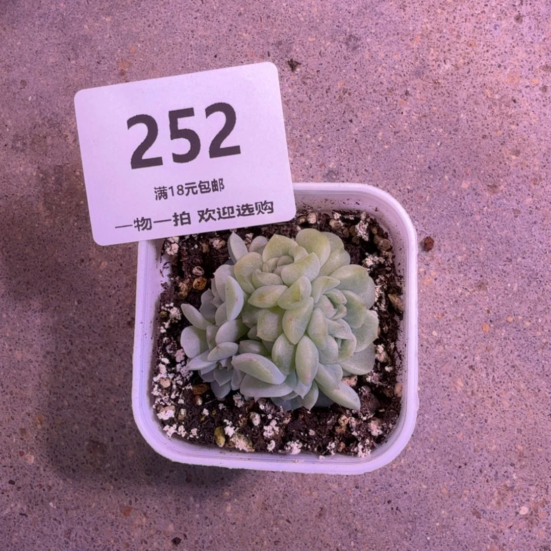 T***o纸鸢群一物一拍252