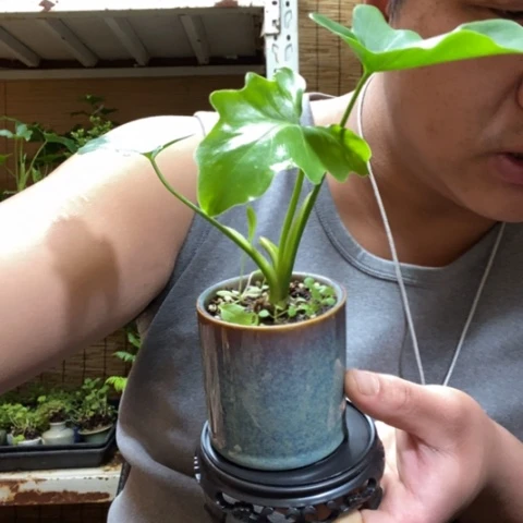 红陶一物一拍所见即所得56