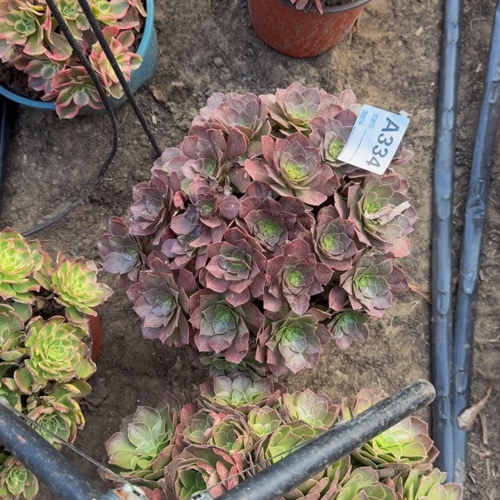 法师多肉不包损墨染334