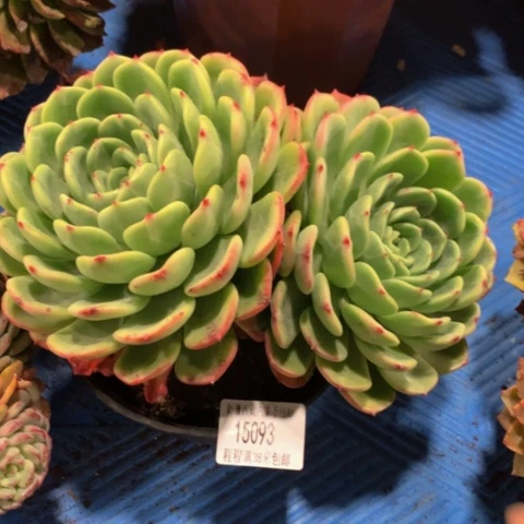 再**雨十里桃花15093多肉