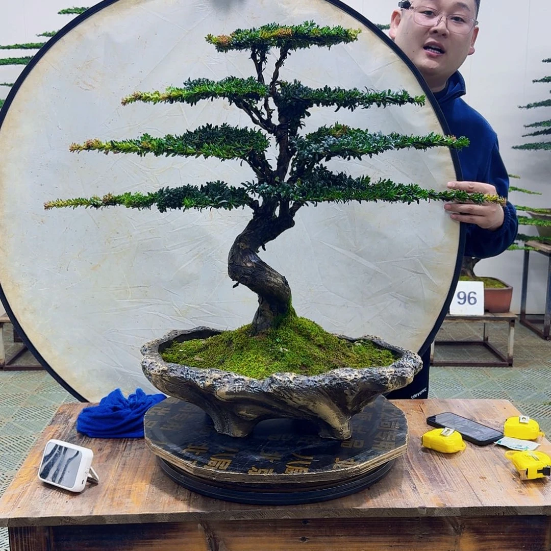 无花朵珍珠红芽罗汉松造型盆景