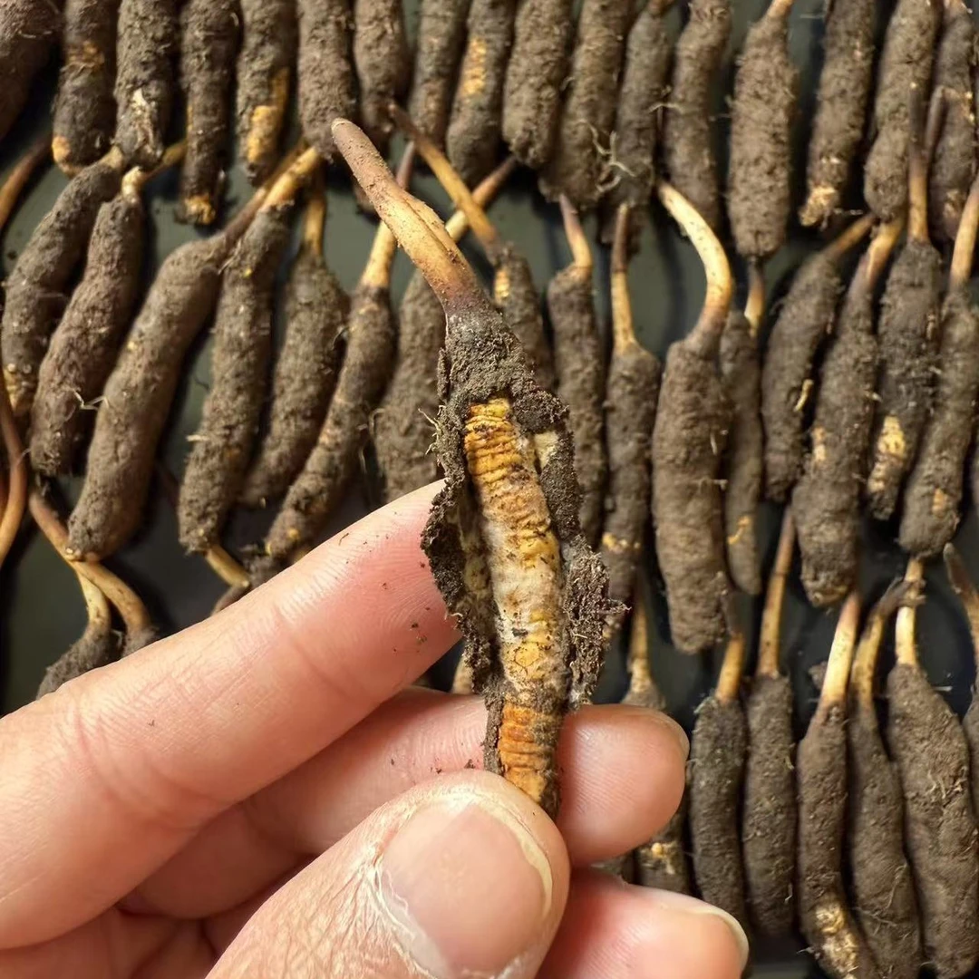 【618】西藏那曲鲜草（特价草）