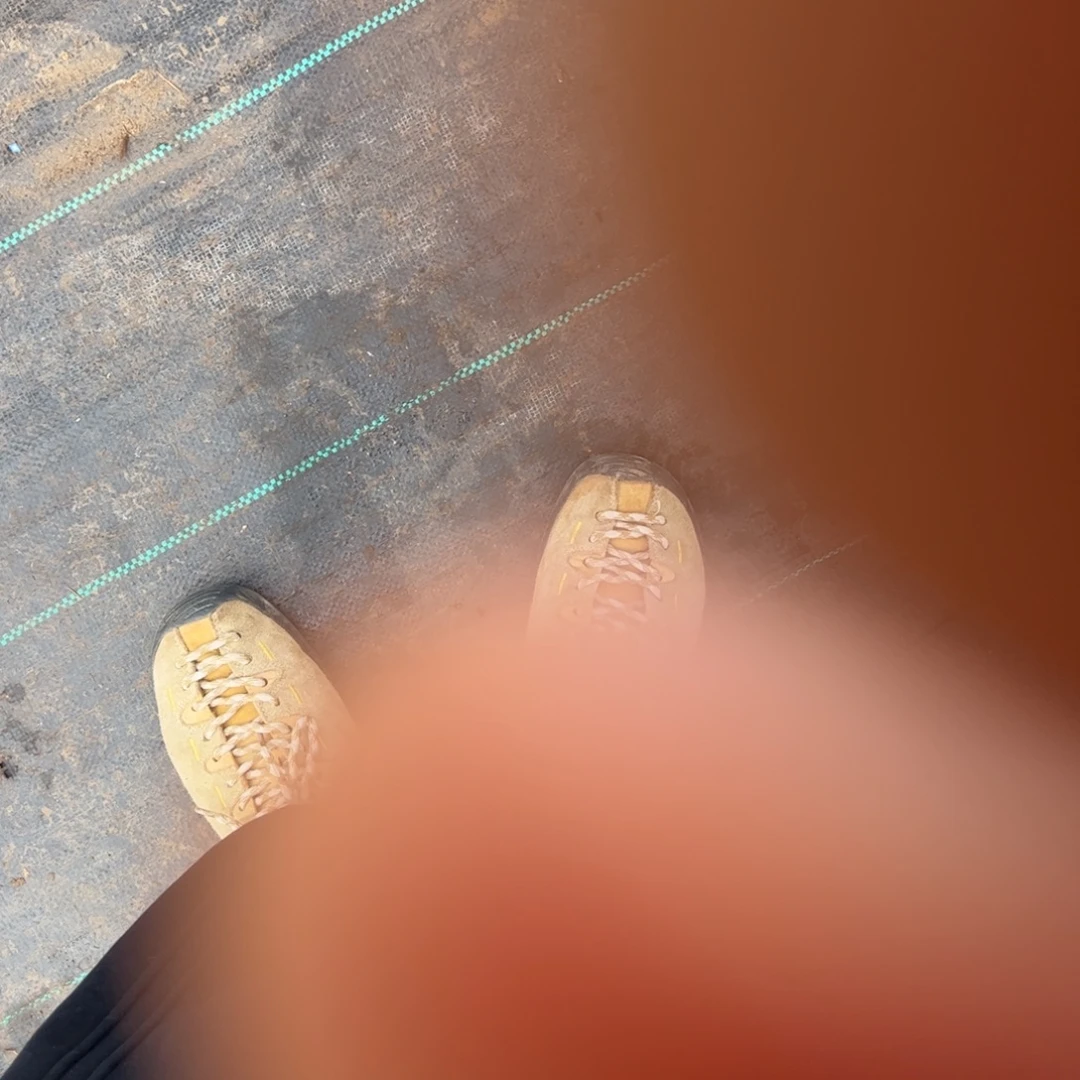 *****无花朵秘密球兰品种