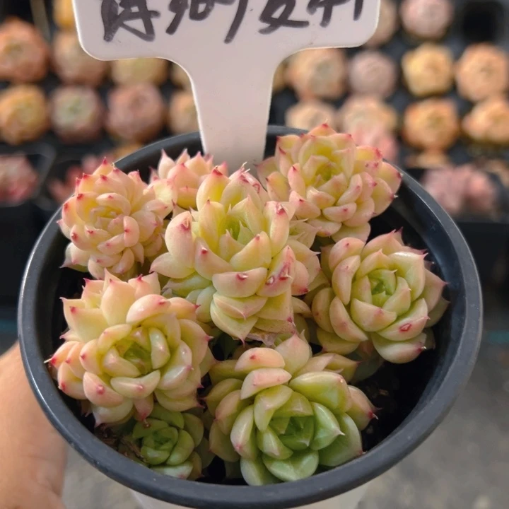 672飘渺麦秆，带盆带土发货