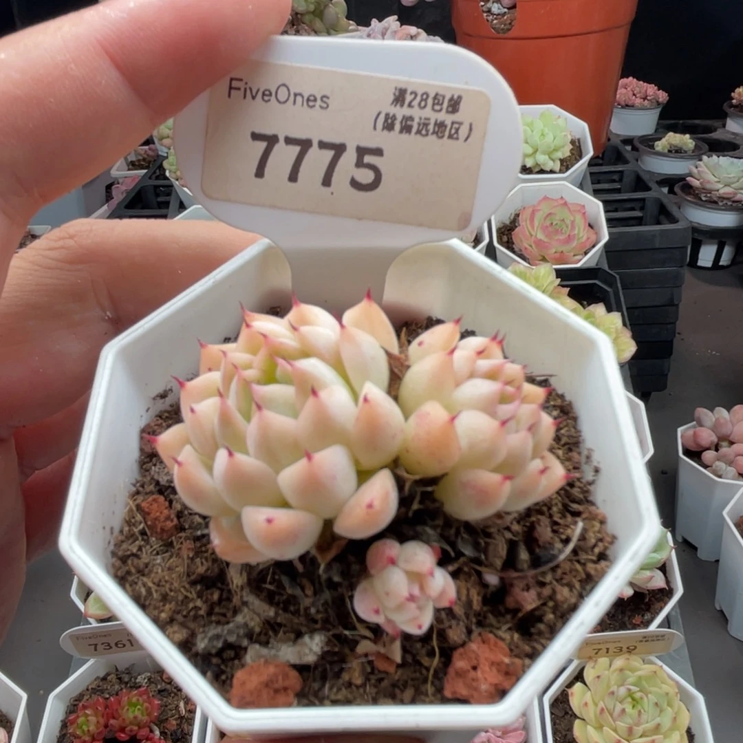 雨果7775-4.5厘米