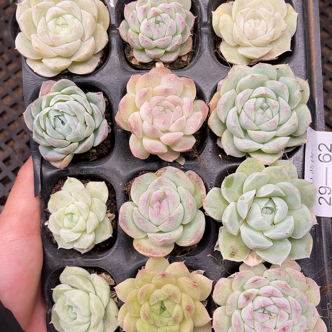 多***萄多肉一物一拍29-62