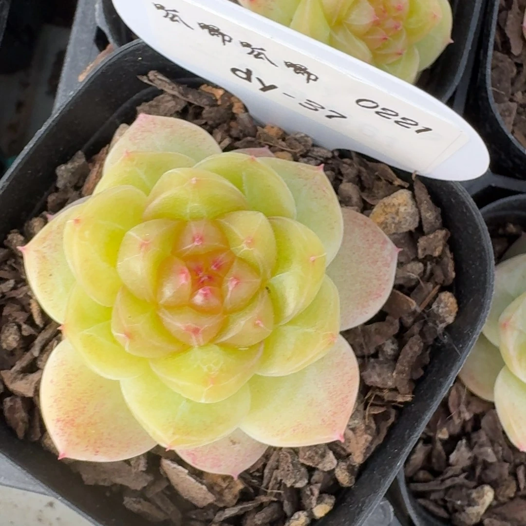 0221-037-晴岚三单头