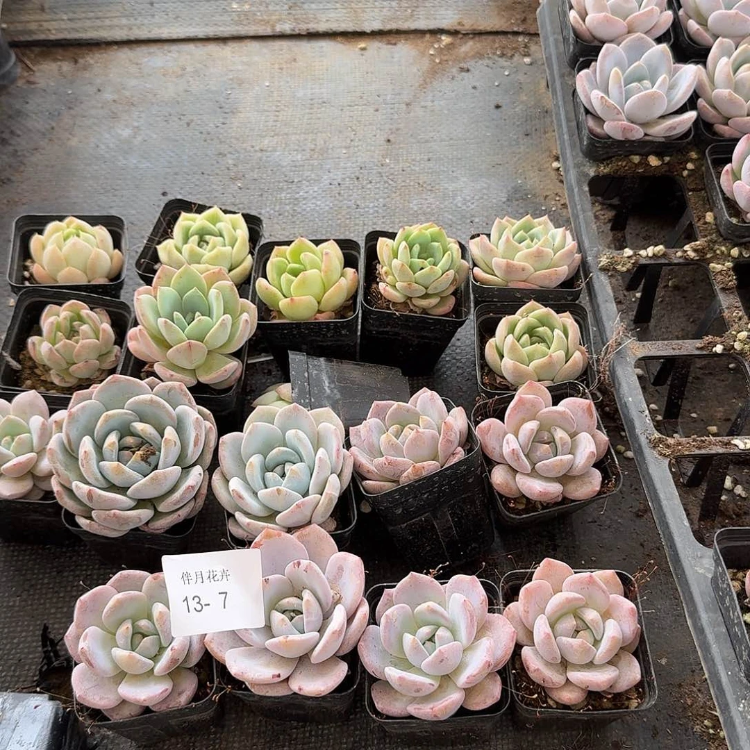 多肉杂交梦露母本二十颗量拍13-7