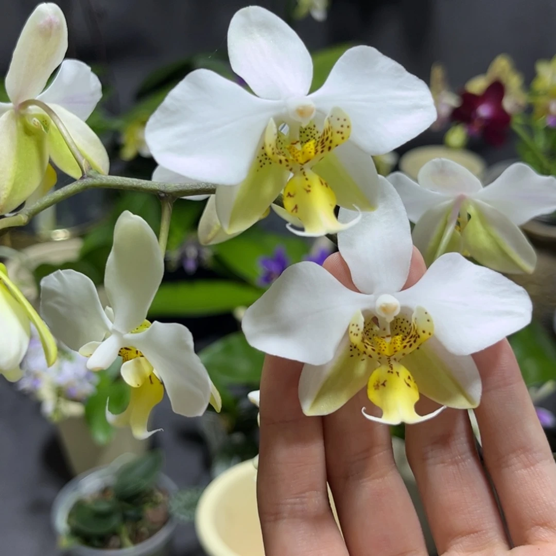 完全开放2.5寸1189开花株