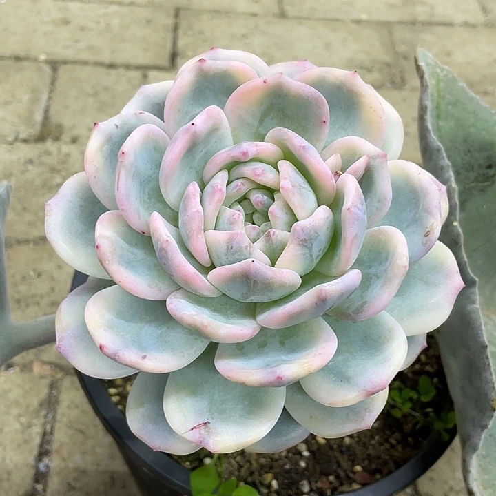星影锦一物一拍锦龙