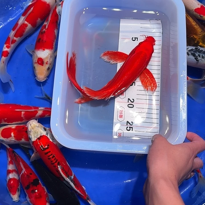 海水广告费的时候还没买好机票去