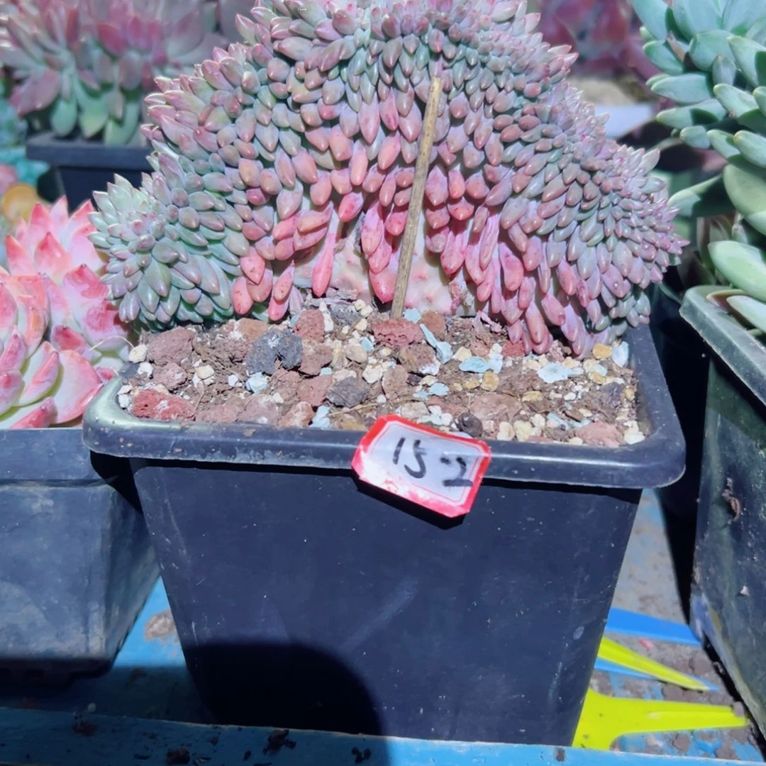 森***＊精品多肉植物老桩