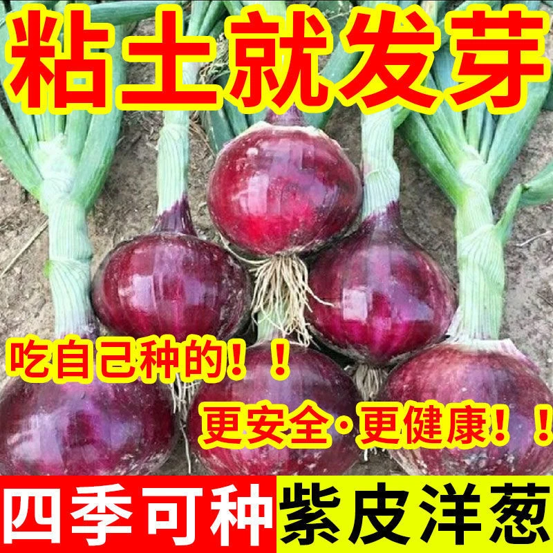 红皮洋葱种子紫皮洋葱种子圆葱庭院种植四季盆栽易种田园可