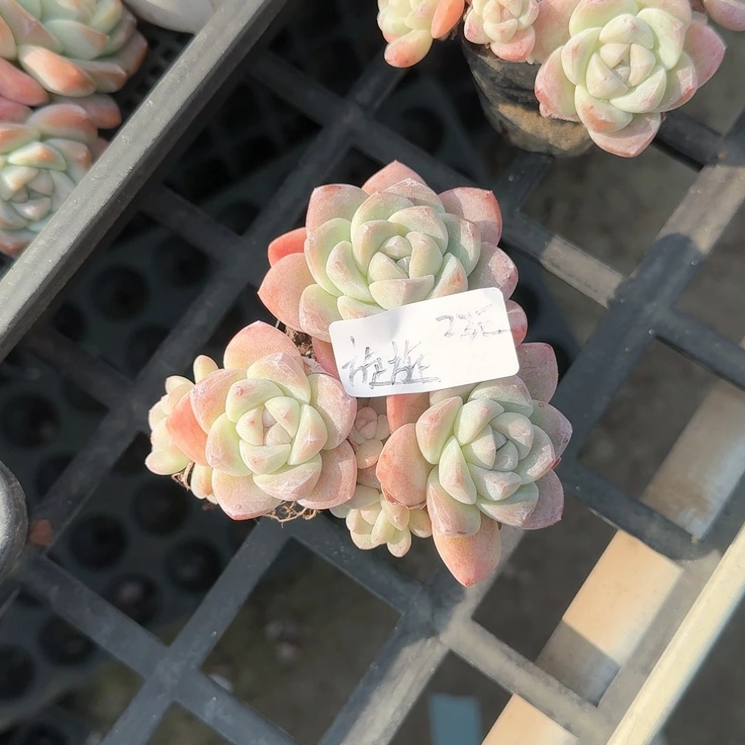 璇璇23元4头冰玉