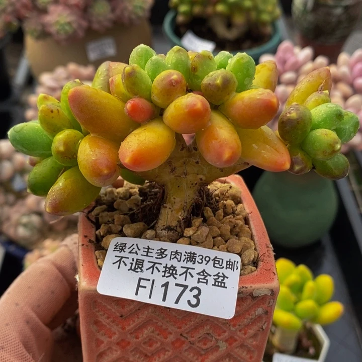 香蕉树缀运输会掉叶9cm173多肉