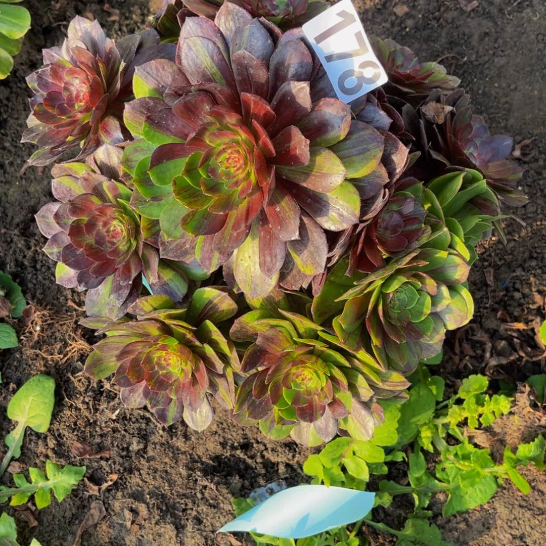 花月夜26/////37包邮