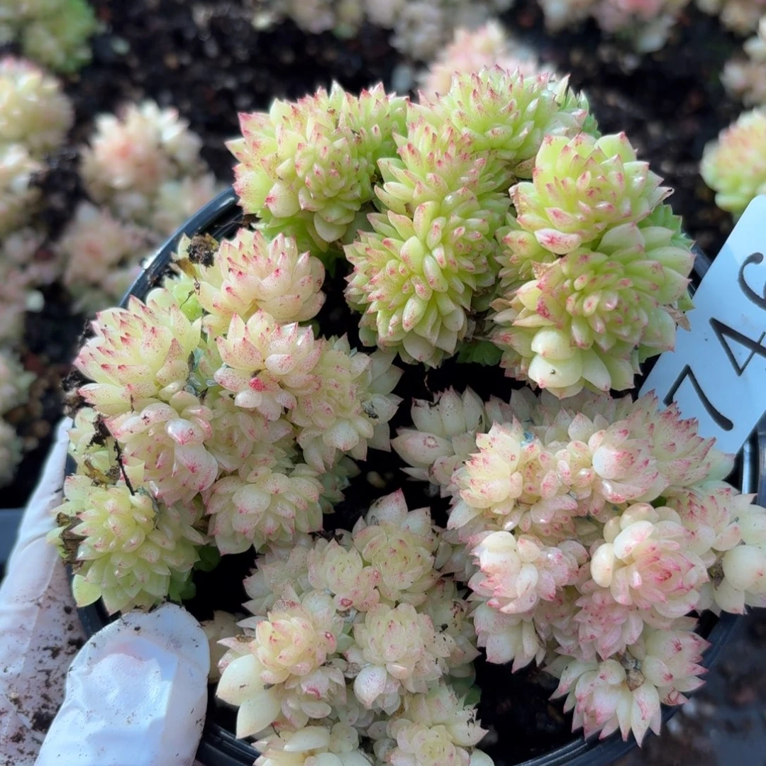 多肉植物多肉植物746