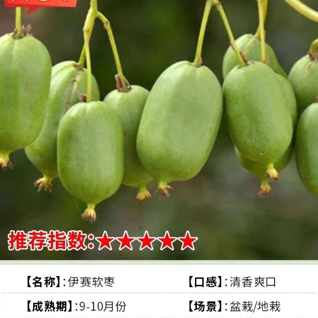 盆栽地栽种植软枣猕猴桃