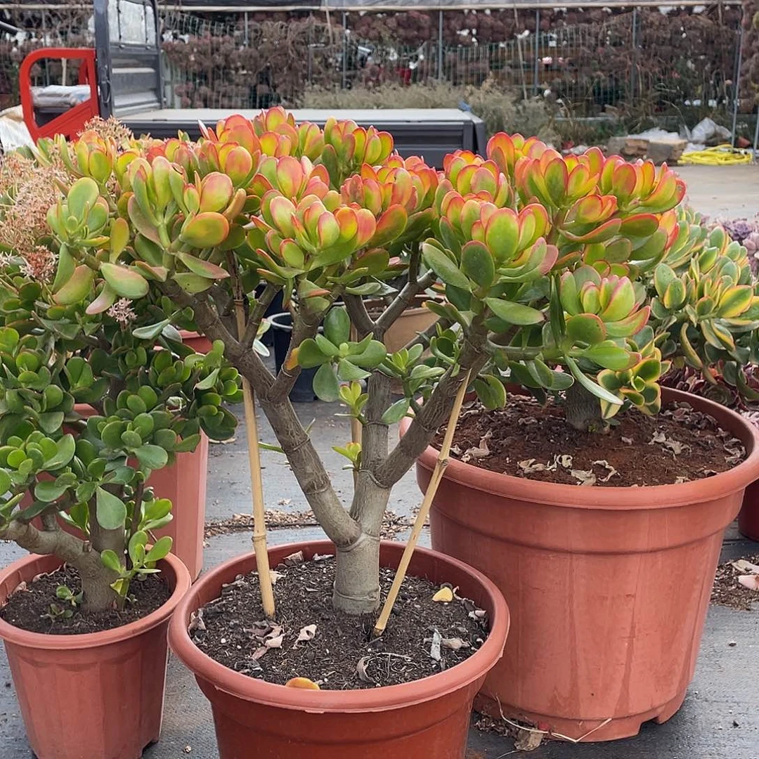 5年红边玉树带土球发货