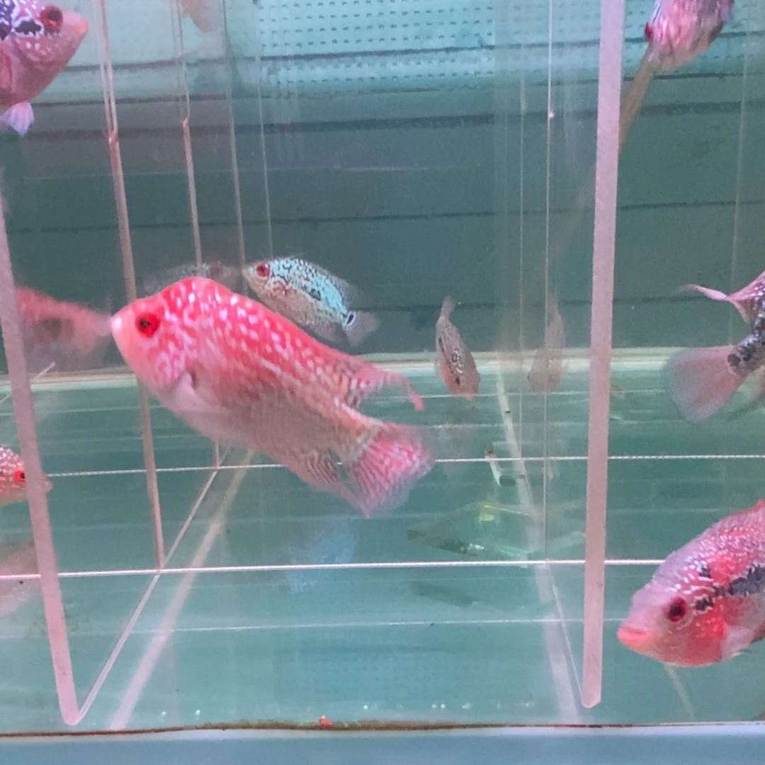莫***托罗汉鱼大发直播间专拍