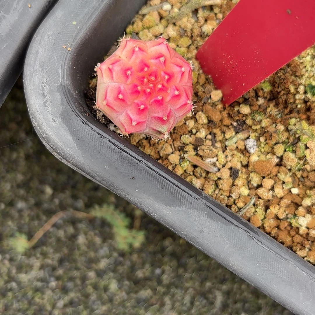 209-1105泰国发货多肉