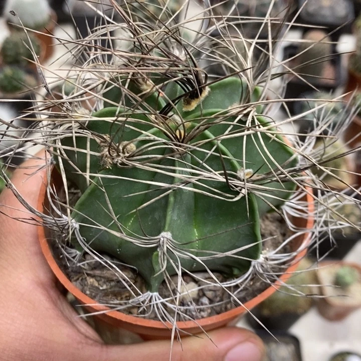 实生瑞凤玉特价福利