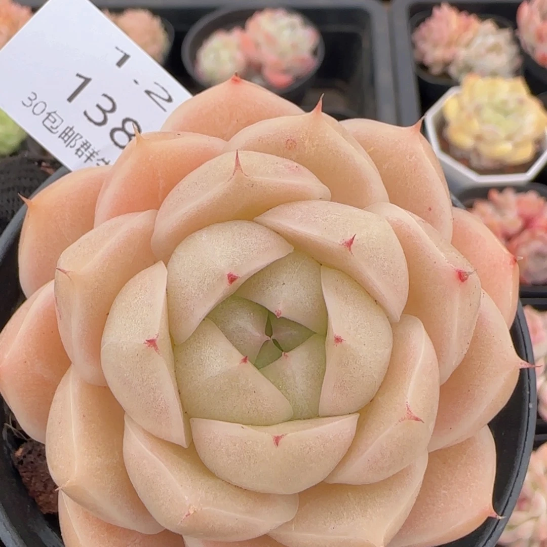 包子麦秆单头一颗脱土发货