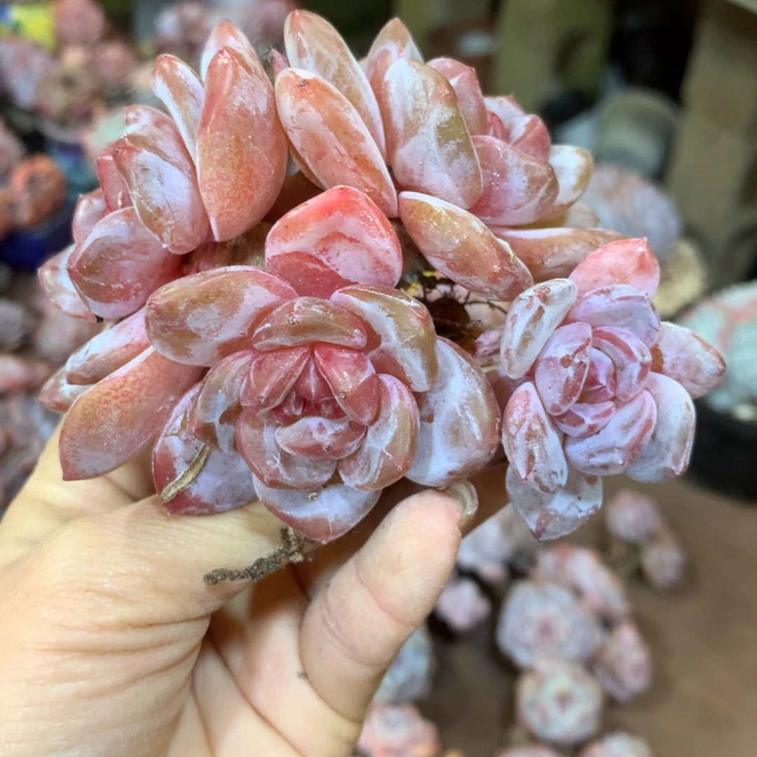 哈哈哈哈哈哈哈哈石榴籽冰玉