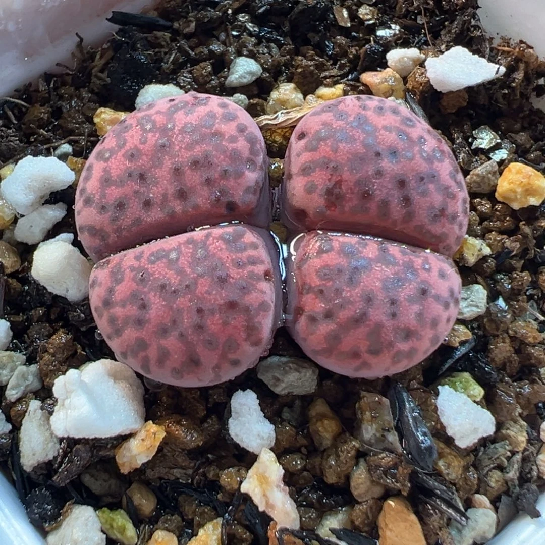 841多肉植物种类多样