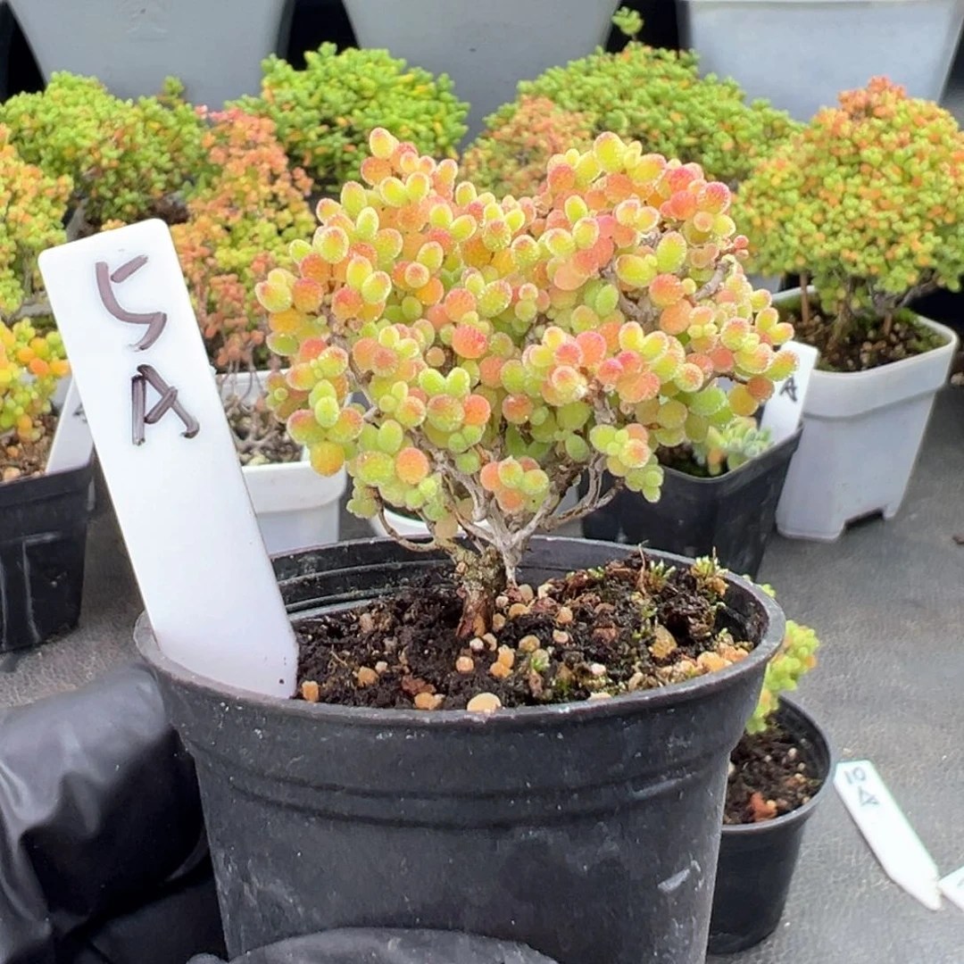 精控蜜橘糖球5号