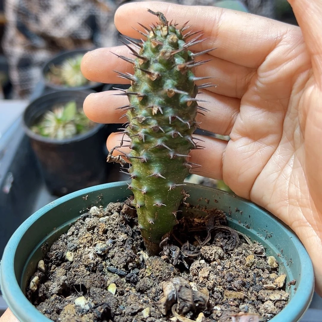 瓶干麒麟3.5公分肚子