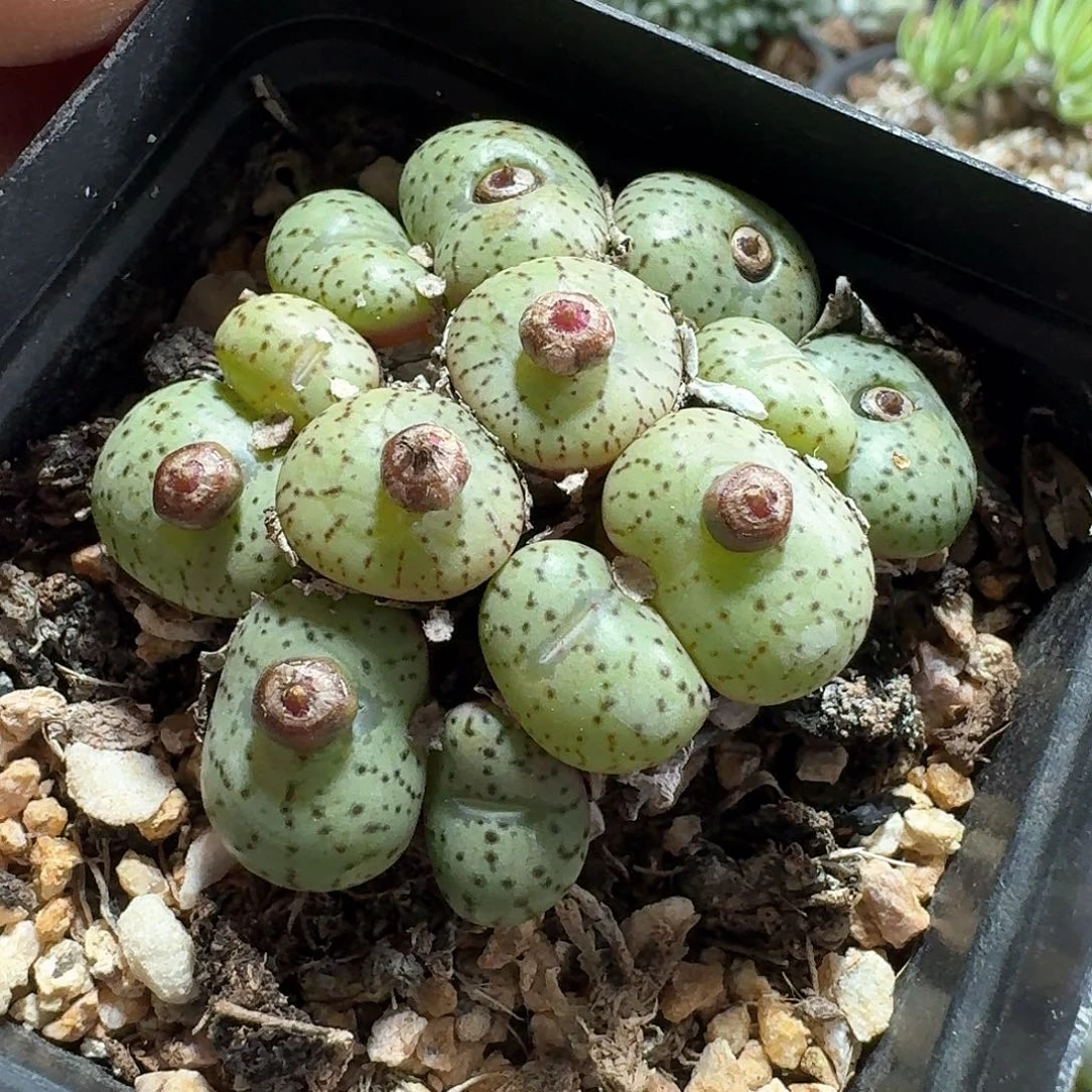 190安珍带盆发货