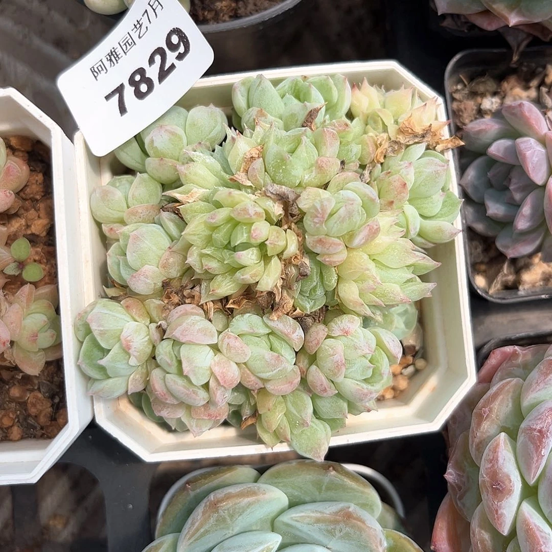 阿雅园艺。      7829