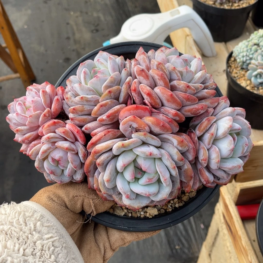 粗腿老桩一物一拍