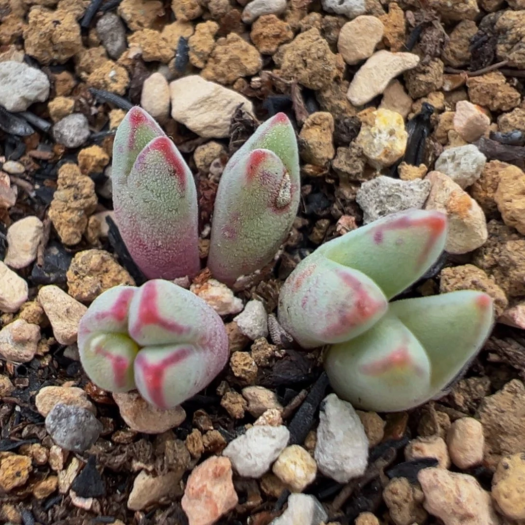 136多肉植物猪蹄arm985