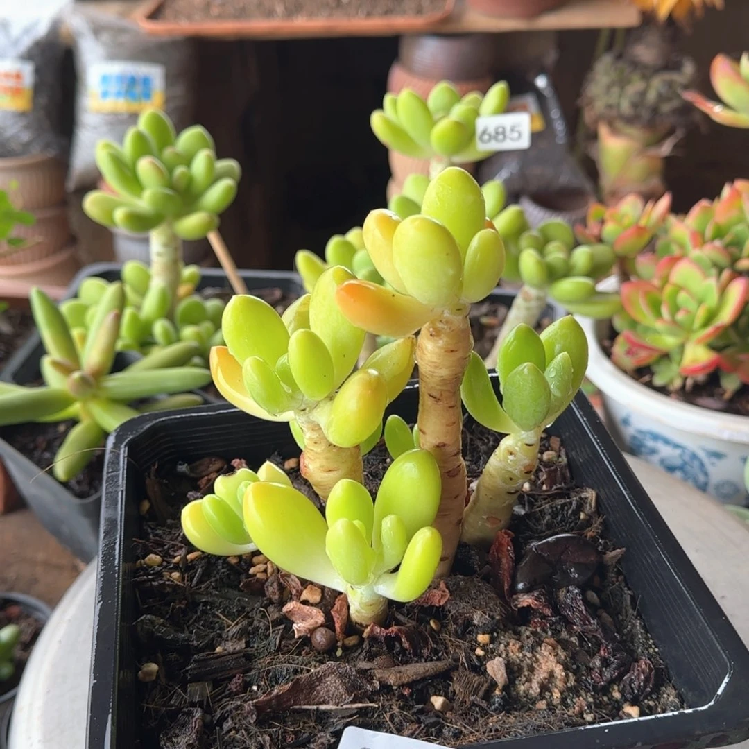 620号 一物一拍 一物一拍