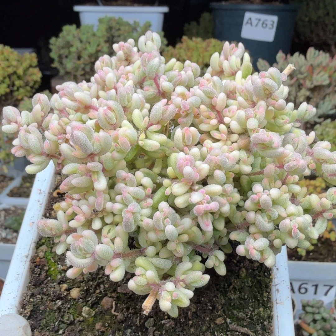 A781红宝石阴阳锦枝干