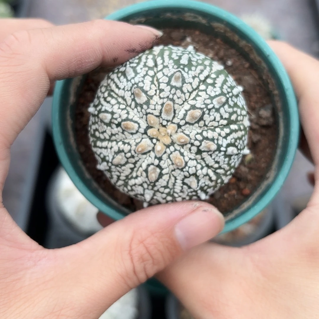 竞拍，脱土发，一物一拍