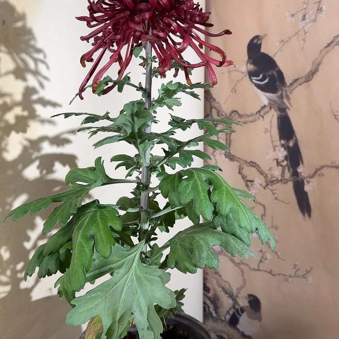 全部花朵N888888888